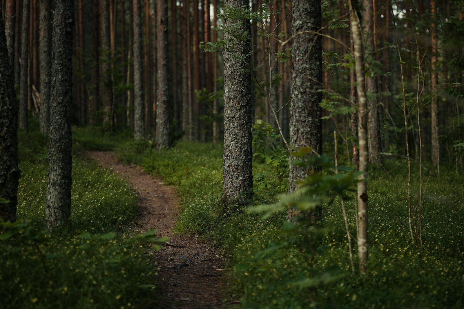 Tie kaartaa Suomalaisen järvimaiseman halki auringonlaskussa
